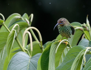 Picture 9 - Purple Honeycreeper - female